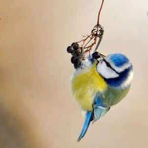 Meet your Posher, Herman